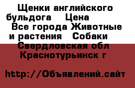 Щенки английского бульдога  › Цена ­ 60 000 - Все города Животные и растения » Собаки   . Свердловская обл.,Краснотурьинск г.